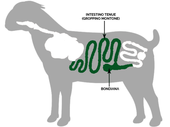 Ovino